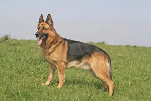 Alsatians: German Shepherd Dog, male, 6 years, standing on