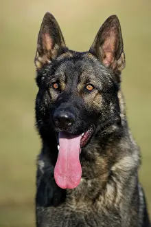 Alsatian: German Shepherd Dog, male, sitting, portrait
