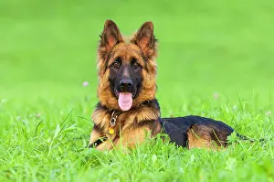Alsatian: German Shepherd Dog in a Meadow, Lying, Germany