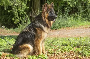 Alsatians: German Shepherd dog outdoors