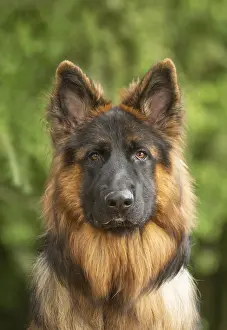 Alsatians: German Shepherd dog outdoors