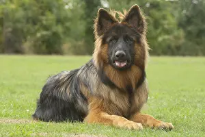 Alsatians: German Shepherd dog outdoors