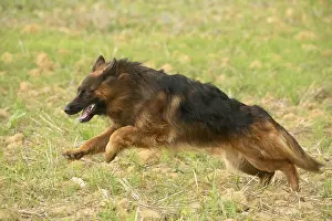 Alsatians: German Shepherd dog outdoors