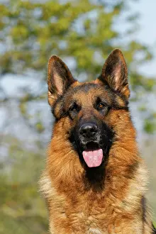 Alsatian: German Shepherd Dog, Portrait of Adult