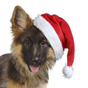 051119: German Shepherd Dog, puppy, 4 months old wearing