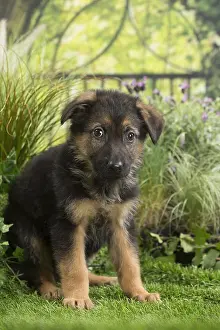Alsatians: German Shepherd Dog Puppy