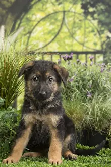 Alsatians: German Shepherd Dog Puppy
