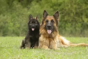 Alsatians: German Shepherd dog and puppy outdoors