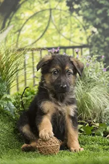 Alsatians: German Shepherd Dog Puppy with toy ball