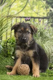 Alsatians: German Shepherd Dog Puppy with toy ball