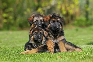 Alsatian: German Shepherd Dog, Pups standing on Grass