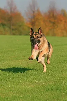 Deutscher: German Shepherd Dog, running across a lawn Deutscher
