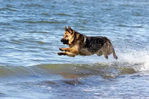 Monts: German Shepherd Dog, Sainte-Anne des Monts, Gaspesie