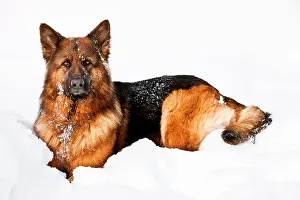 Singly: German Shepherd Dog sitting in the snow, northern