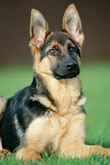 Pricked: German Shepherd Dog - young, sitting on the grass