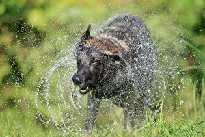Shake: German shepherd domestic dog (Canis lupus familiaris)
