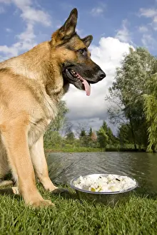 Cans: German Shepherd in front of its home-made food in the grass
