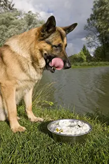 Cans: German Shepherd in front of its home-made food in the grass
