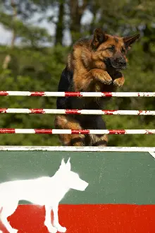 Jumped: German Shepherd jumping