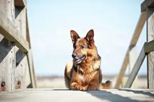 Anim: German Shepherd lying on a bridge