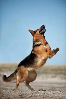 Underwa: German Shepherd, playing