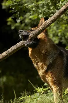 Aestival: German Shepherd playing with a branch