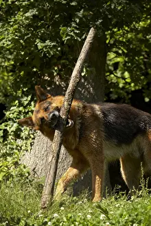 Aestival: German Shepherd playing with a branch