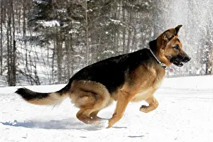 Shepherd: German shepherd playing with snow