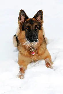 Gaze: German Shepherd, portrait, Spraitbach, Schwcbisch