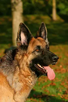 Pulling: German Shepherd pulling the tongue France