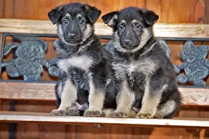 Bench: German Shepherd Puppies, few week old, sitting together