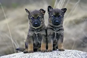 Dogbreed: Two German Shepherd Puppies four weeks old, sitting