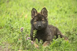 Alsatians: German Shepherd puppy outdoors