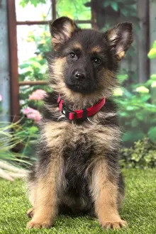 Collars: German Shepherd puppy outdoors
