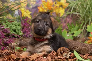 111019: German Shepherd puppy outdoors in Autumn