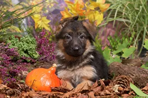 111019: German Shepherd puppy outdoors in Autumn