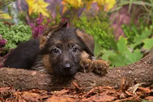 111019: German Shepherd puppy outdoors in Autumn