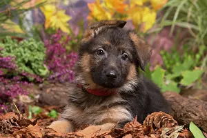 Alsatian: German Shepherd puppy outdoors in Autumn