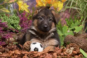 Balls: German Shepherd puppy outdoors in Autumn