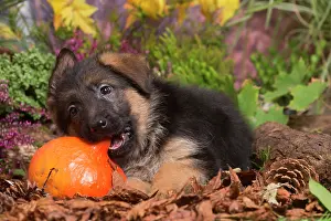 Alsatian: German Shepherd puppy outdoors in Autumn