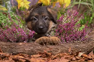 Alsatian: German Shepherd puppy outdoors in Autumn