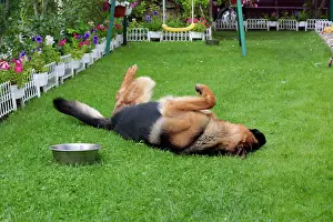 Friskily: German Shepherd rolling on the lawn in a garden