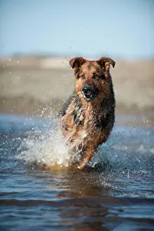 Splashes: German Shepherd running through the water