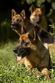 Aestival: German Shepherds in the grass