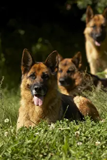 Aestival: German Shepherds in the grass