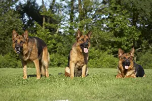 Aestival: German Shepherds on lawn