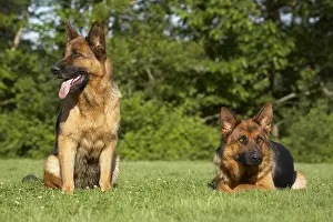 Aestival: Two German Shepherds on lawn