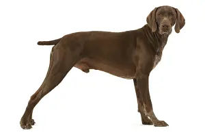 Pointers: German short-haired pointer