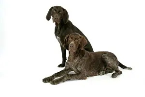 Braque: German short-haired pointer / Braque allemand