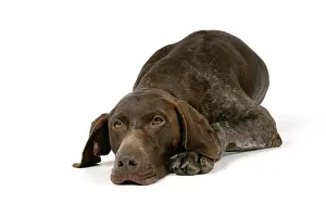 Braque: German short-haired pointer / Braque allemand